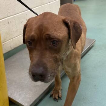 Mixed Breed Dogs Available for Adoption in Memphis, Tennessee - Boots | PetCurious
