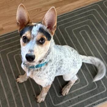 Rocky (Multnomah County, OR) -  Australian Cattle Dog Blue Heeler and Cattle Dog Dog for Adoption in Mount Vernon, Washington - Rocky (Multnomah County, OR) | PetCurious