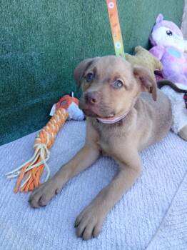 Labrador Retriever Dogs Available for Adoption - Italy | PetCurious