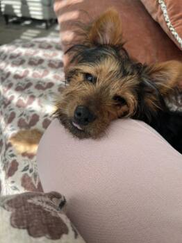 Milo -  Yorkshire Terrier and Maltese Dog for Adoption - Milo | PetCurious