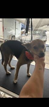 Alexa -  Terrier and Australian Shepherd Dog for Adoption in New Haven, Connecticut - Alexa | PetCurious