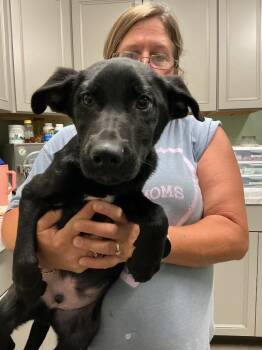 Dewey -  Border Collie and Mixed Breed Dog for Adoption in Dyersburg, Tennessee - Dewey | PetCurious