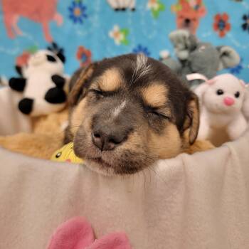 Mixed Breed Dogs Available for Adoption in Alpine, Texas - Eclair | PetCurious