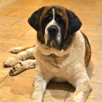 Sully -  Saint Bernard Dog for Adoption in Magnolia, Texas - Sully | PetCurious
