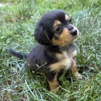 Ted -  Chihuahua Dog for Adoption in Midlothian, Virginia - Ted | PetCurious