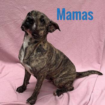 Rescue Mixed Breed Dogs for Adoption in Egg Harbor Township, New Jersey - Mamas | PetCurious