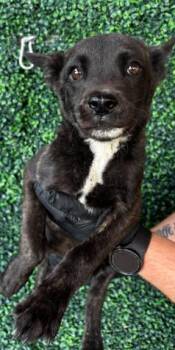 Shepherd and Mixed Breed Dogs Available for Adoption - Pepperone | PetCurious