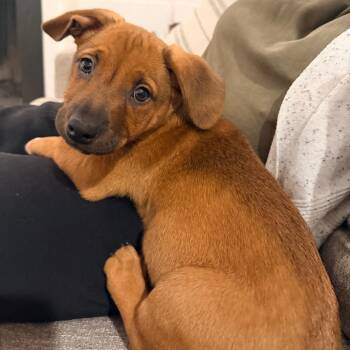 Mixed Breed and Dachshund Dogs Available for Adoption in Fairfax Station, Virginia - Peony