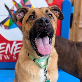 Fuzzy Frank -  Mixed Breed Dog for Adoption in Savannah, Georgia - Fuzzy Frank | PetCurious