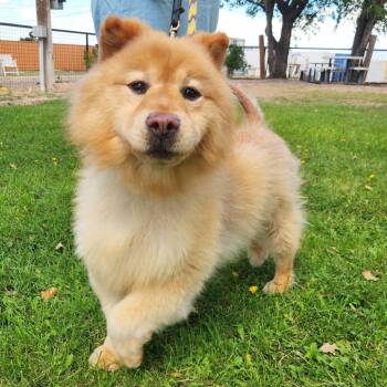 Cody -  Chow Chow Dog for Adoption in Prescott, Arizona - Cody | PetCurious