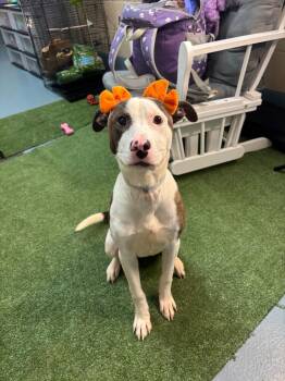 Truvy -  Pit Bull Terrier Dog for Adoption in Austin, Texas - Truvy | PetCurious