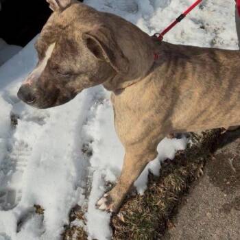 Sully (surrender) -  Pit Bull Terrier Dog for Adoption in Hamden, Connecticut - Sully (surrender) | PetCurious