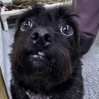 Pixie -  Terrier and Mixed Breed Dog for Adoption in Chariton, Iowa - Pixie | PetCurious