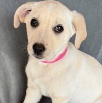 Great Pyrenees and Yellow Labrador Retriever Dogs Available for Adoption - Nehi Fizz | PetCurious