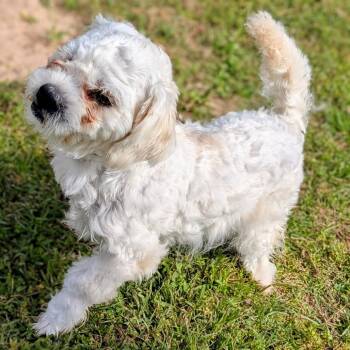 Maltese Dogs Available for Adoption - Puck | PetCurious