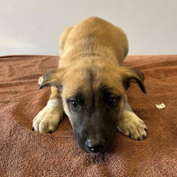 IVHS-Stray-139350 -  Shepherd Dog for Adoption in San Gabriel, California - IVHS-Stray-139350 | PetCurious