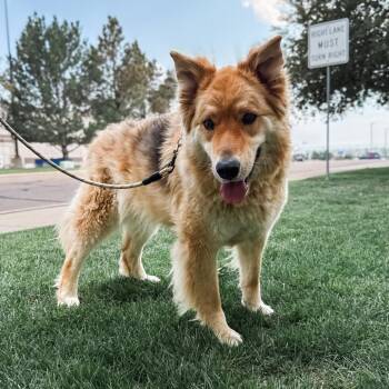 794 (2026) Ashley -  Husky and Mixed Breed Dog for Adoption in Parker, Colorado - 794 (2026) Ashley | PetCurious