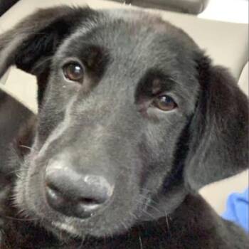 Dutch Shepherd and Mixed Breed Dogs Available for Adoption in Hanna City, Illinois - Atlas | PetCurious
