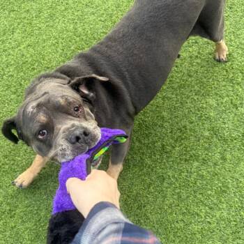 Fatricia -  Mixed Breed Dog for Adoption in Pittsburgh, Pennsylvania - Fatricia | PetCurious