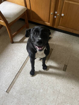 Rescue Pit Bull Terrier and Labrador Retriever Dogs for Adoption in Brewster, New York - Snickers (Kit Kat's Litter) | PetCurious