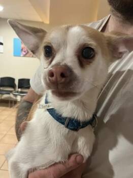 Chihuahua and Mixed Breed Dogs Available for Adoption in Longmont, Colorado - Roti | PetCurious