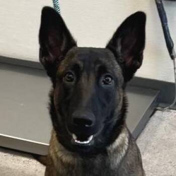 Zoe -  Mixed Breed Dog for Adoption in Las Cruces, New Mexico - Zoe | PetCurious