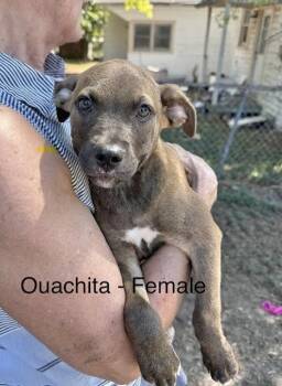 Ouachita -  Labrador Retriever Dog for Adoption in Manchester, Connecticut - Ouachita | PetCurious