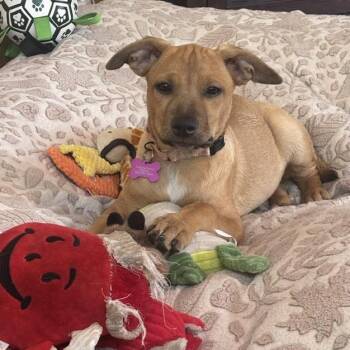 Harper -  Terrier and Shepherd Dog for Adoption in Minneapolis, Minnesota - Harper | PetCurious