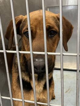 Rhodesian Ridgeback Dogs Available for Adoption - PALMER | PetCurious