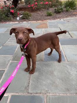 Rescue Chocolate Labrador Retriever and Labrador Retriever Dogs for Adoption in Glocester, Rhode Island - Enid | PetCurious