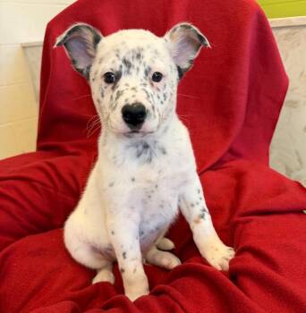 Labrador Retriever and Corgi Dogs Available for Adoption - Tiberius | PetCurious