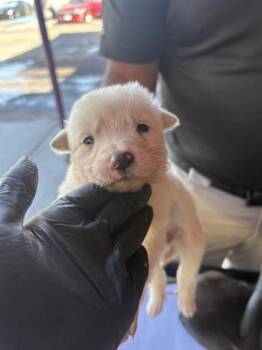 Shepherd and Mixed Breed Dogs Available for Adoption - 60201642 | PetCurious