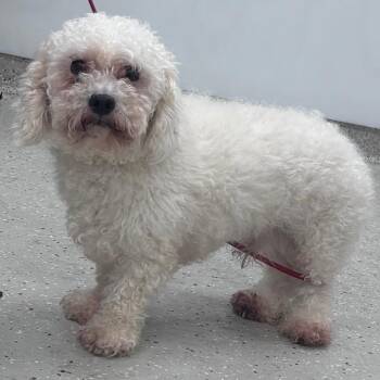 Slim -  Miniature Poodle and Mixed Breed Dog for Adoption in Indianapolis, Indiana - Slim | PetCurious