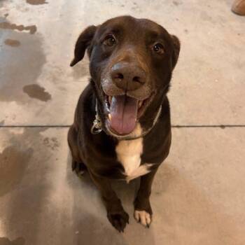 Buddy -  Chocolate Labrador Retriever Dog Available for Adoption in Columbia, South Carolina - Buddy | PetCurious