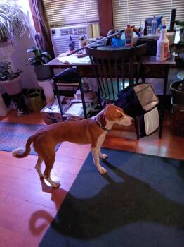 Rescue Beagle Dogs for Adoption in Pocatello, Idaho - Lana | PetCurious