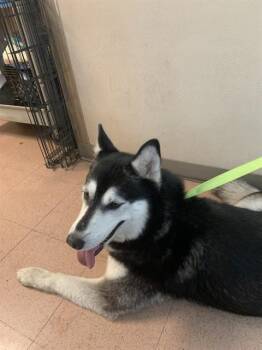 Siberian Husky Dogs Available for Adoption in San Jose, California - NALA | PetCurious