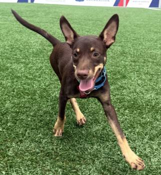 Bert -  Miniature Pinscher Dog for Adoption - Bert | PetCurious