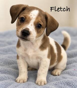 Fletch -  Terrier Dog for Adoption in Pawleys Island, South Carolina - Fletch | PetCurious