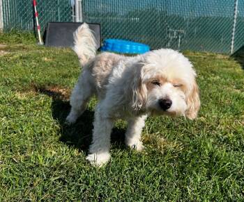 Rescue Cavalier King Charles Spaniel and Poodle Dogs for Adoption in South Bend, Indiana - Bentley | PetCurious