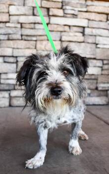 Dolly Parton -  Lhasa Apso and Poodle Dog for Adoption in Yakima, Washington - Dolly Parton | PetCurious