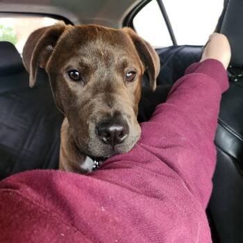 Terrier Dogs Available for Adoption in Dallas, Texas - JJ | PetCurious