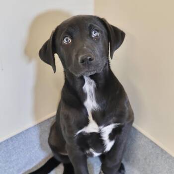 Hound Dogs Available for Adoption in Briarcliff Manor, New York - Harper **available At Offsite Adoption Event On Sunday, 4/26* Pl | PetCurious