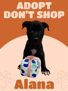 American Staffordshire Terrier Dogs Available for Adoption in Arlington, Texas - Alana | PetCurious