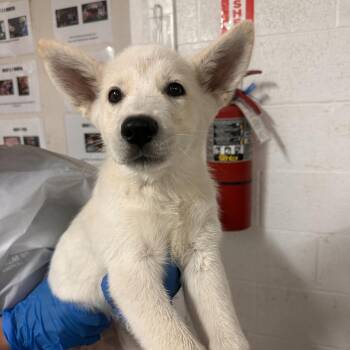 Husky and Shepherd Dogs Available for Adoption in Edinburg, Texas - Trix | PetCurious