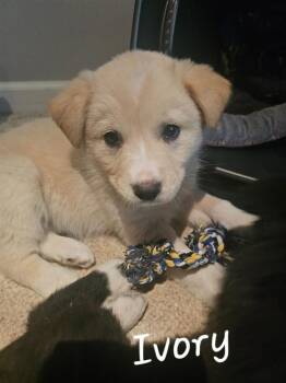 Mixed Breed Dogs Available for Adoption - Ivory | PetCurious