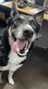 Mixed Breed Dogs Available for Adoption in Dallas, Texas - SPIRIT | PetCurious