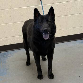 Sadie -  Mixed Breed Dog for Adoption in Memphis, Tennessee - Sadie | PetCurious