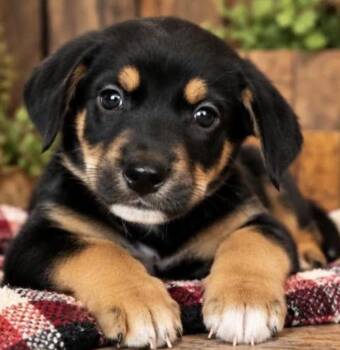 Mahomes Sport -  Shepherd Dog for Adoption in Andover, Massachusetts - Mahomes Sport | PetCurious
