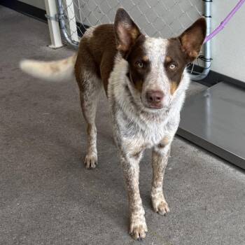 Mixed Breed Dogs Available for Adoption in Las Cruces, New Mexico - 106233 | PetCurious