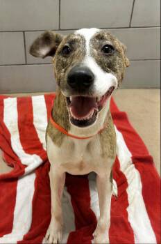 Ed Biscuit -  Mixed Breed Dog for Adoption in Nashville, Tennessee - Ed Biscuit | PetCurious